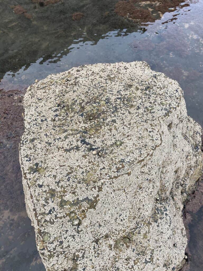 Dinosaur footprint - fossil hunting in Whitby
