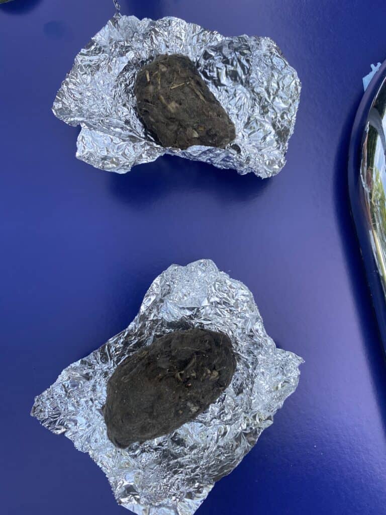 Owl pellets ready for dissection