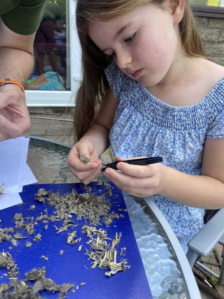 Lots of tiny bones in an owl pellet