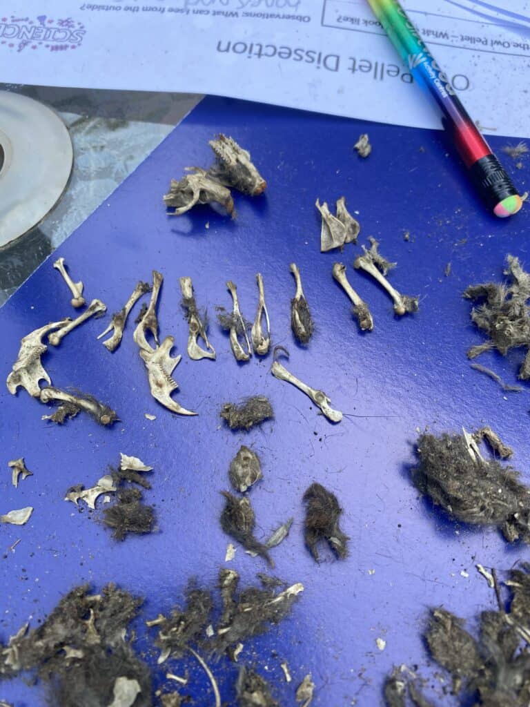 More bones found in an owl pellet