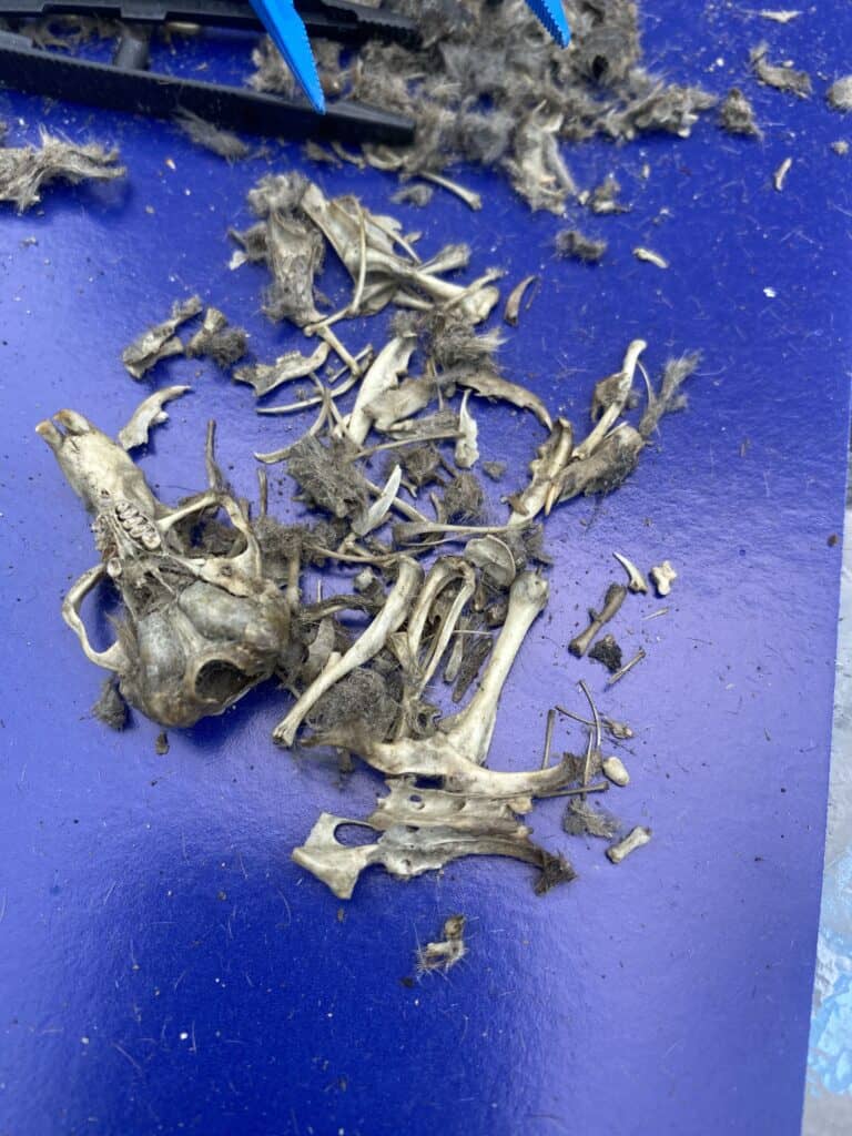 Bones found in an owl pellet